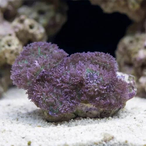 Mushroom Coral: Lavender Plum - South Pacific