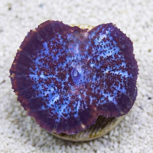 Bullseye Mushroom Coral: Assorted Color