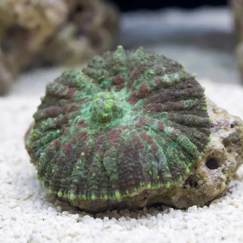 Bullseye Mushroom Coral: Red & Green - Australia