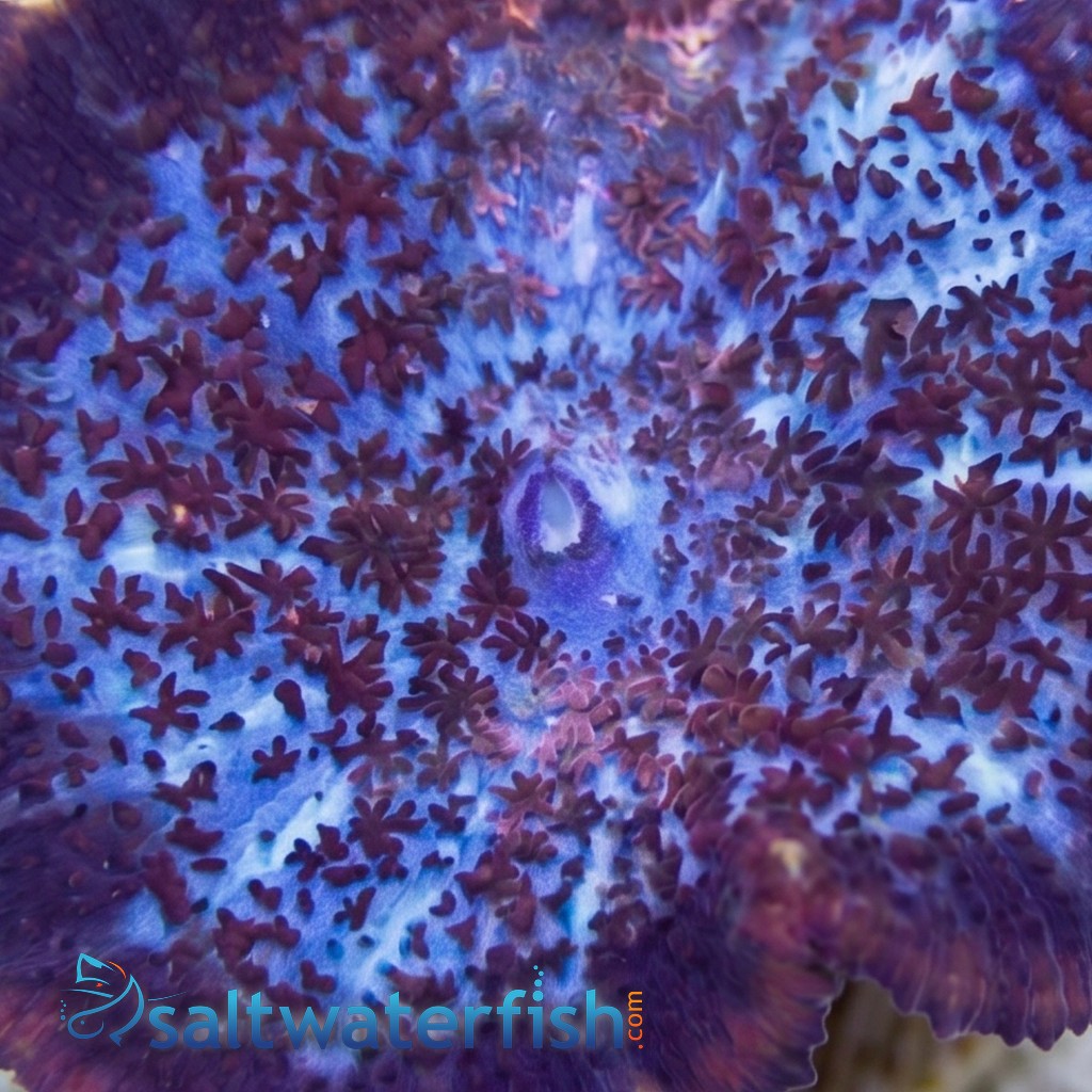 Bullseye Mushroom Coral: Assorted Color - Australia