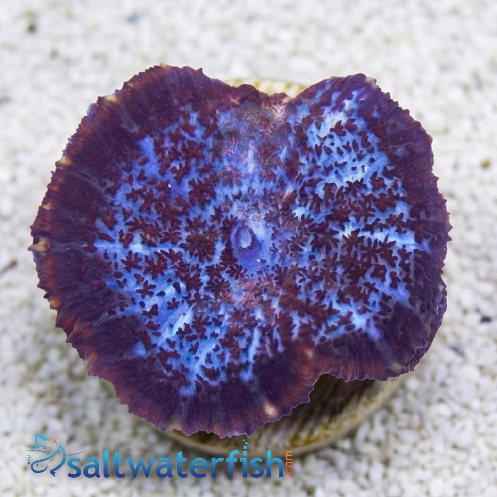 Bullseye Mushroom Coral: Assorted Color - Australia