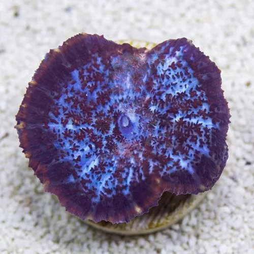 Bullseye Mushroom Coral: Assorted Color - Australia