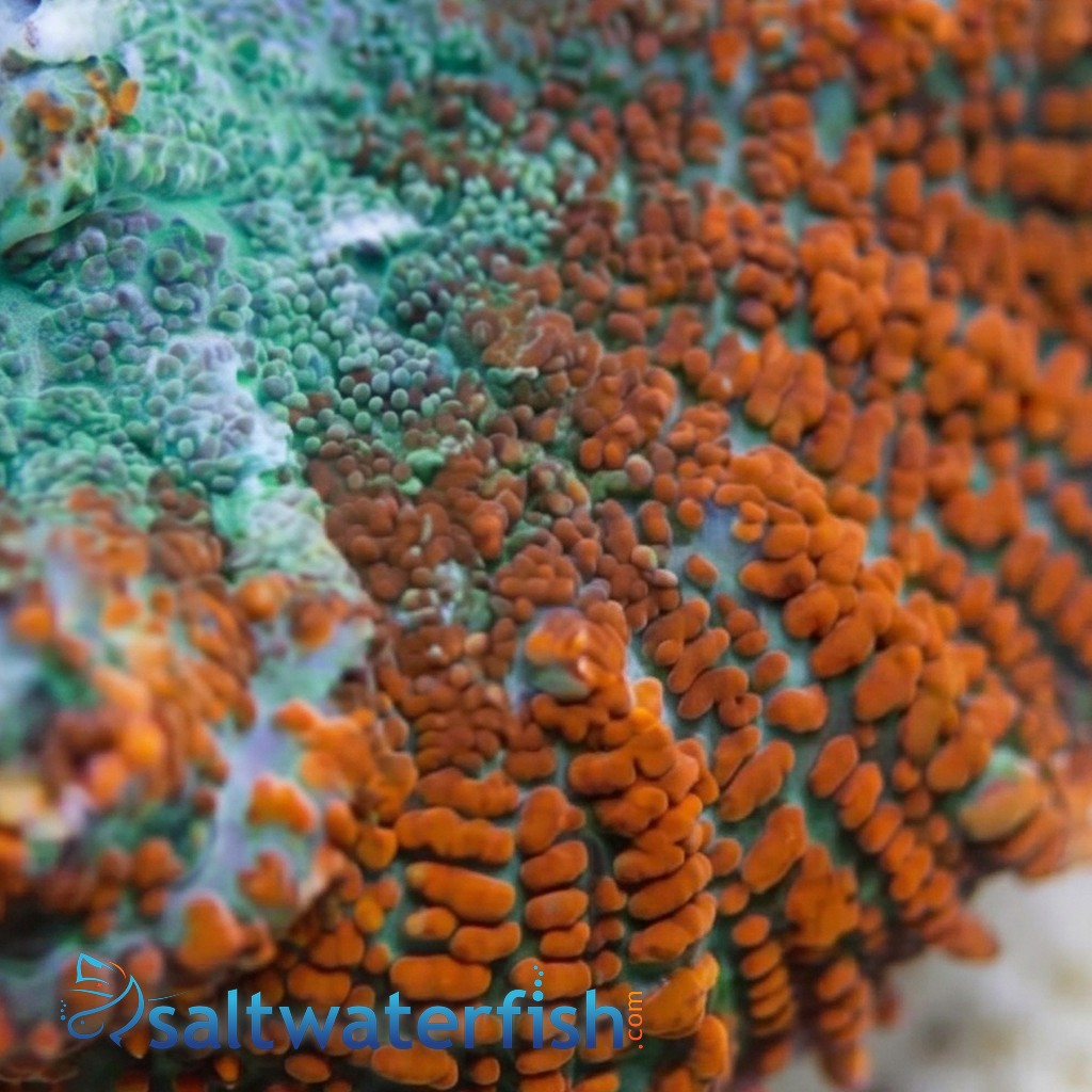 Bullseye Mushroom Coral: Green & Orange