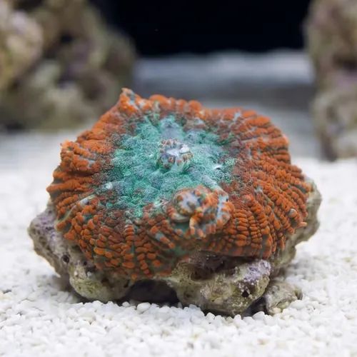 Bullseye Mushroom Coral: Green & Orange