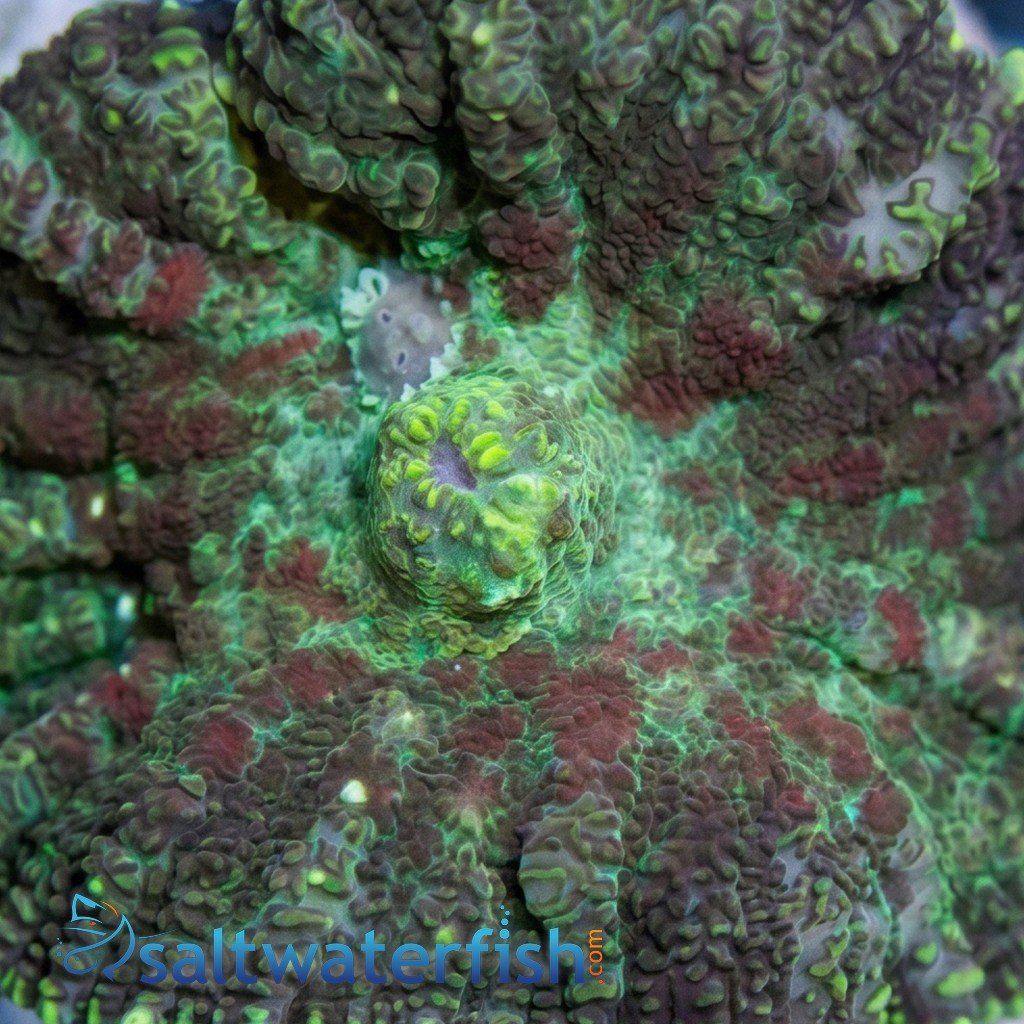 Bullseye Mushroom Coral: Red & Green