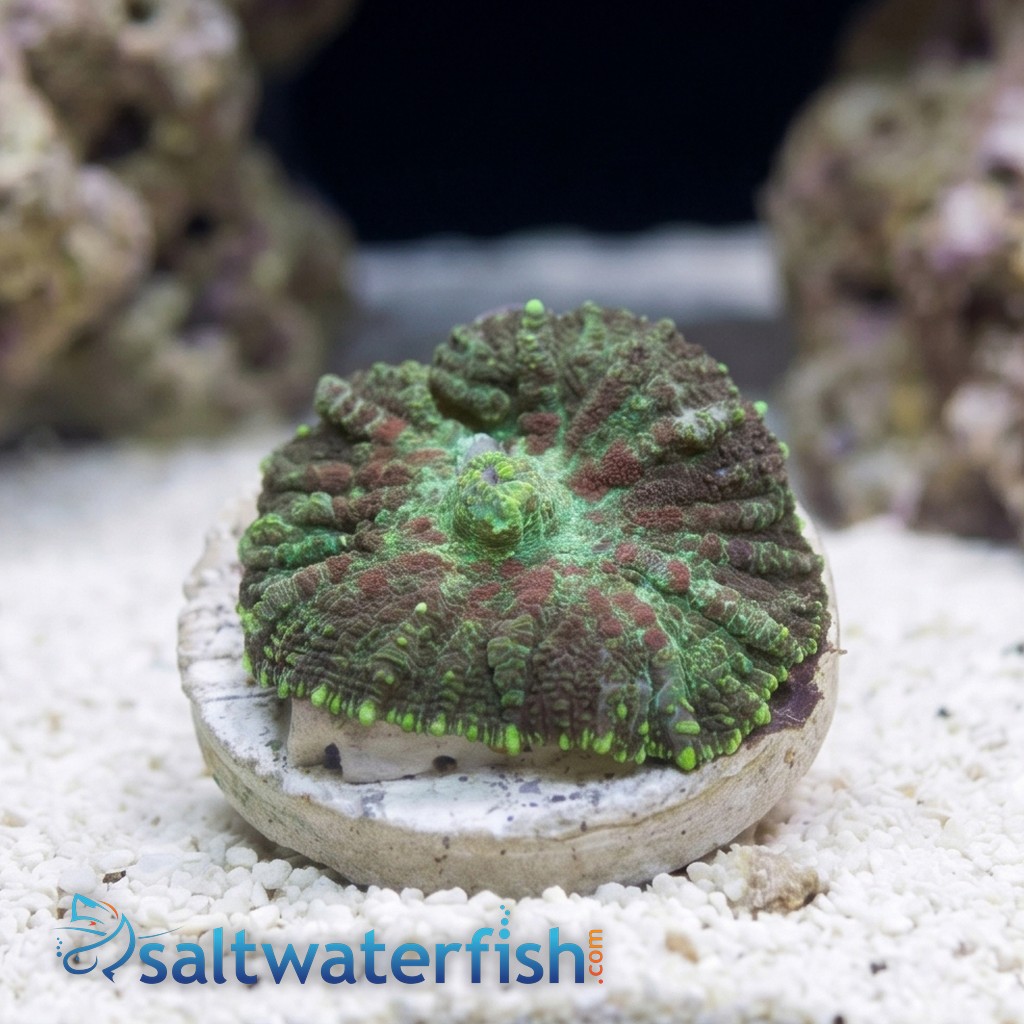 Bullseye Mushroom Coral: Red & Green