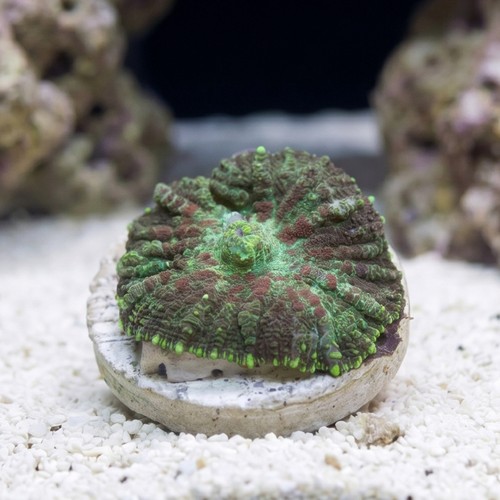 Bullseye Mushroom Coral: Red & Green
