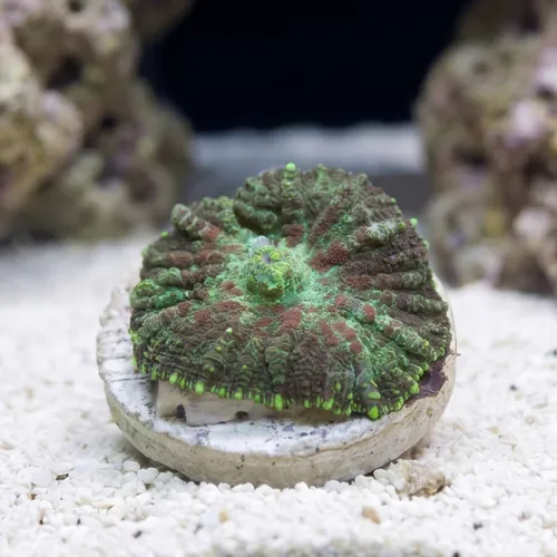 Bullseye Mushroom Coral: Red & Green