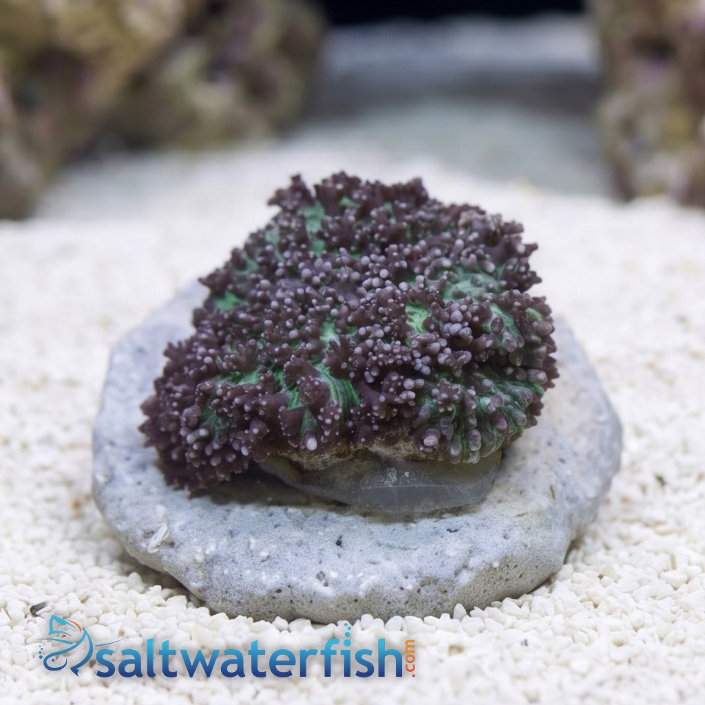 Mushroom Coral: Hairy Lavender & Green - Australia