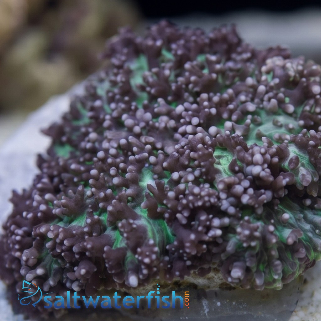 Mushroom Coral: Hairy Lavender & Green - Australia
