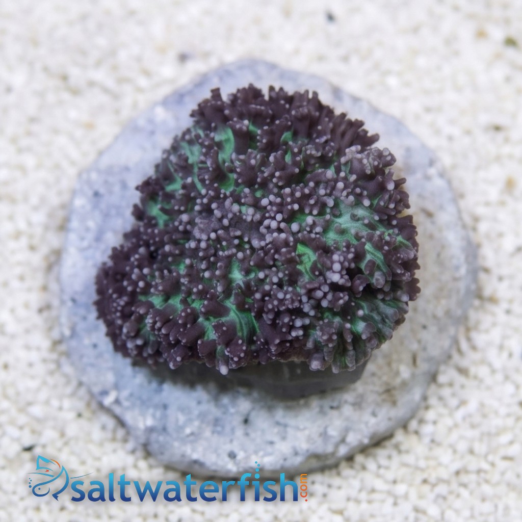 Mushroom Coral: Hairy Lavender & Green - Australia