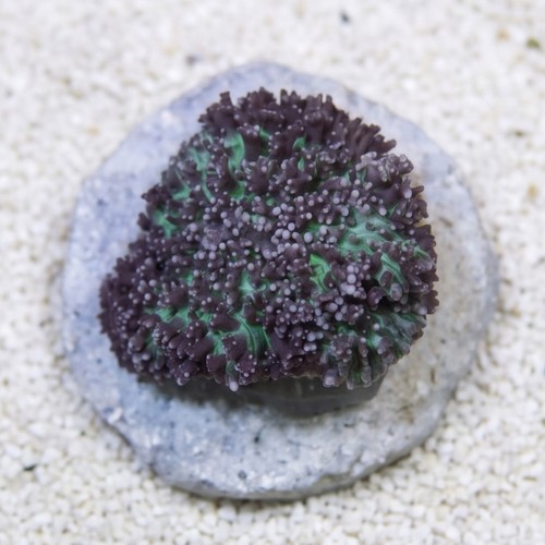 Mushroom Coral: Hairy Lavender & Green - Australia