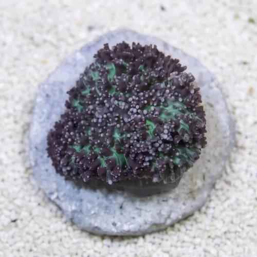 Mushroom Coral: Hairy Lavender & Green - Australia