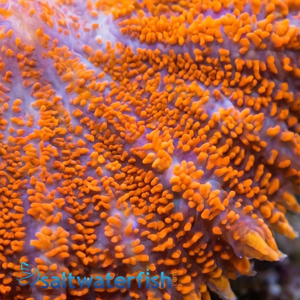 Bullseye Mushroom Coral: Red