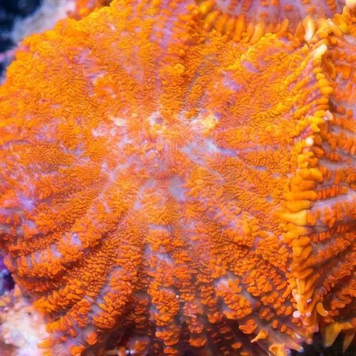 Bullseye Mushroom Coral: Red