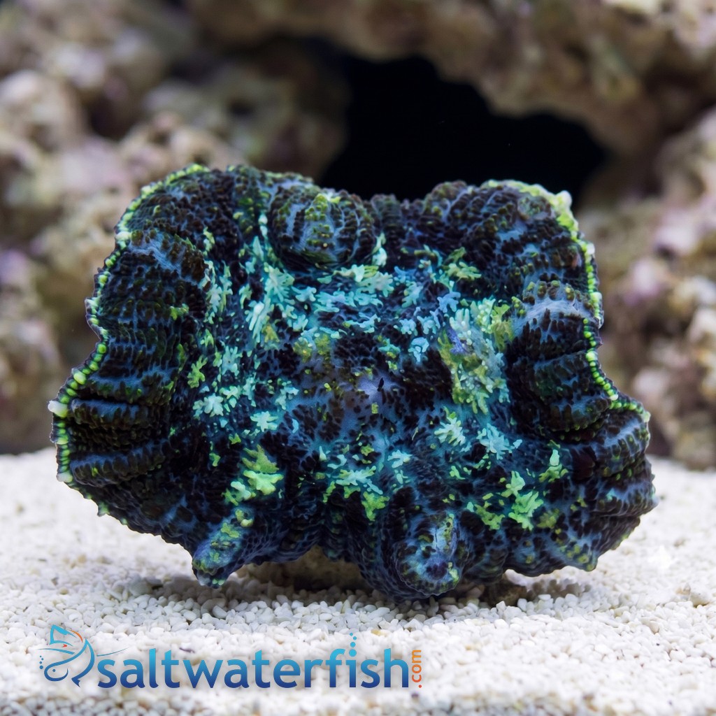 Bullseye Mushroom Coral: Purple and Green