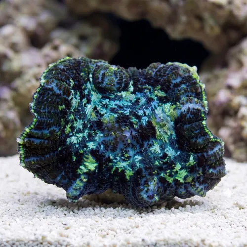 Bullseye Mushroom Coral: Purple and Green
