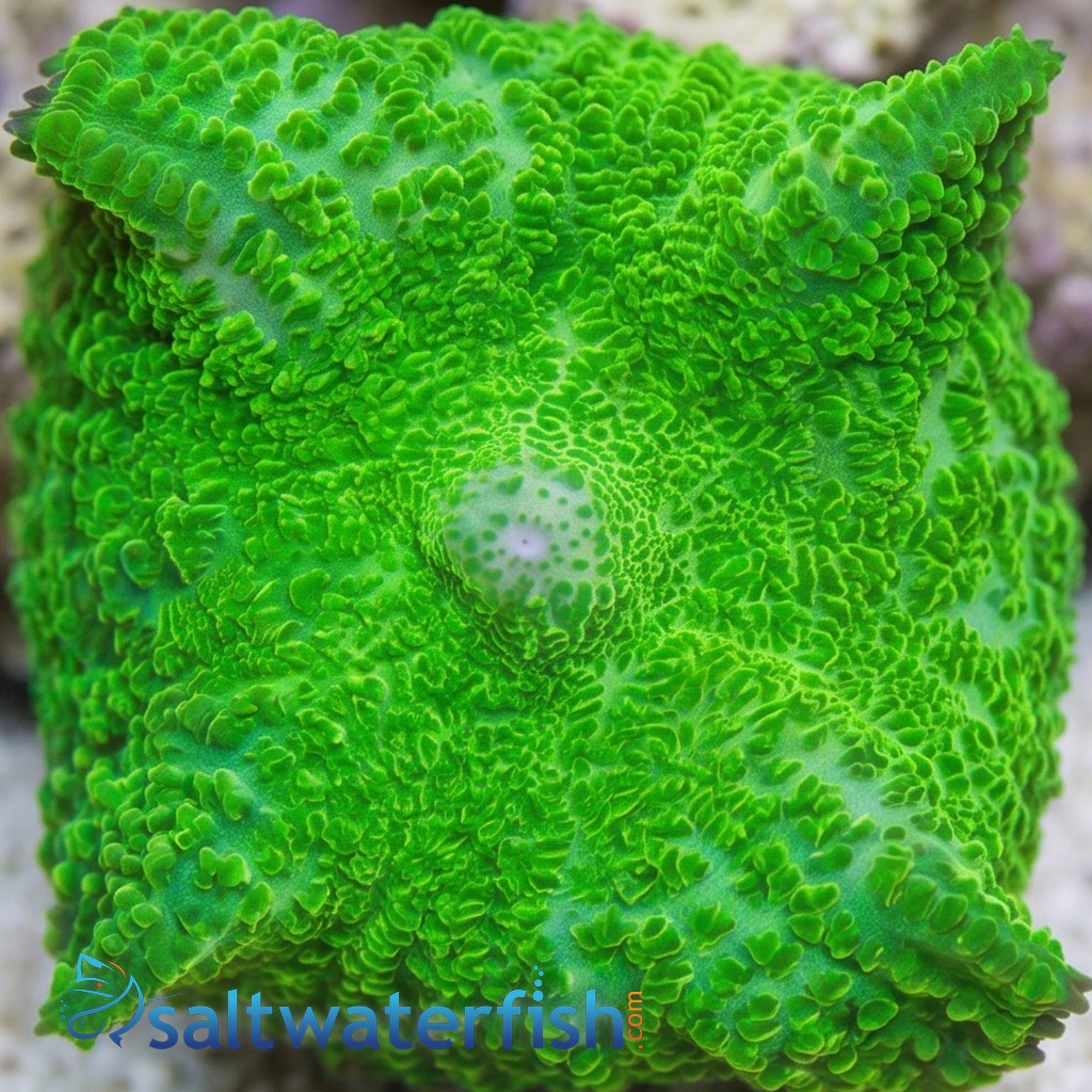 Bullseye Mushroom Coral: Neon Green