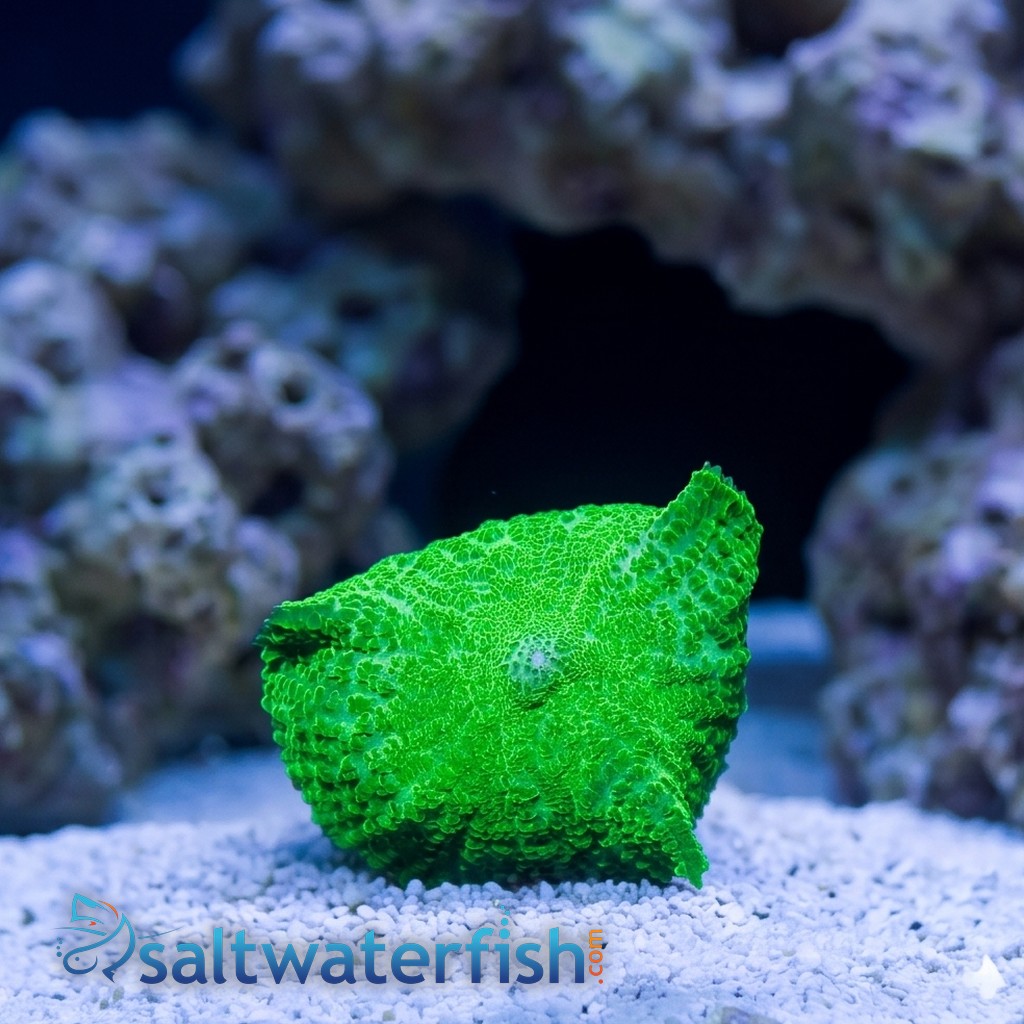 Bullseye Mushroom Coral: Neon Green
