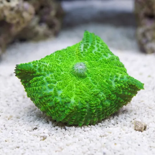 Bullseye Mushroom Coral: Neon Green