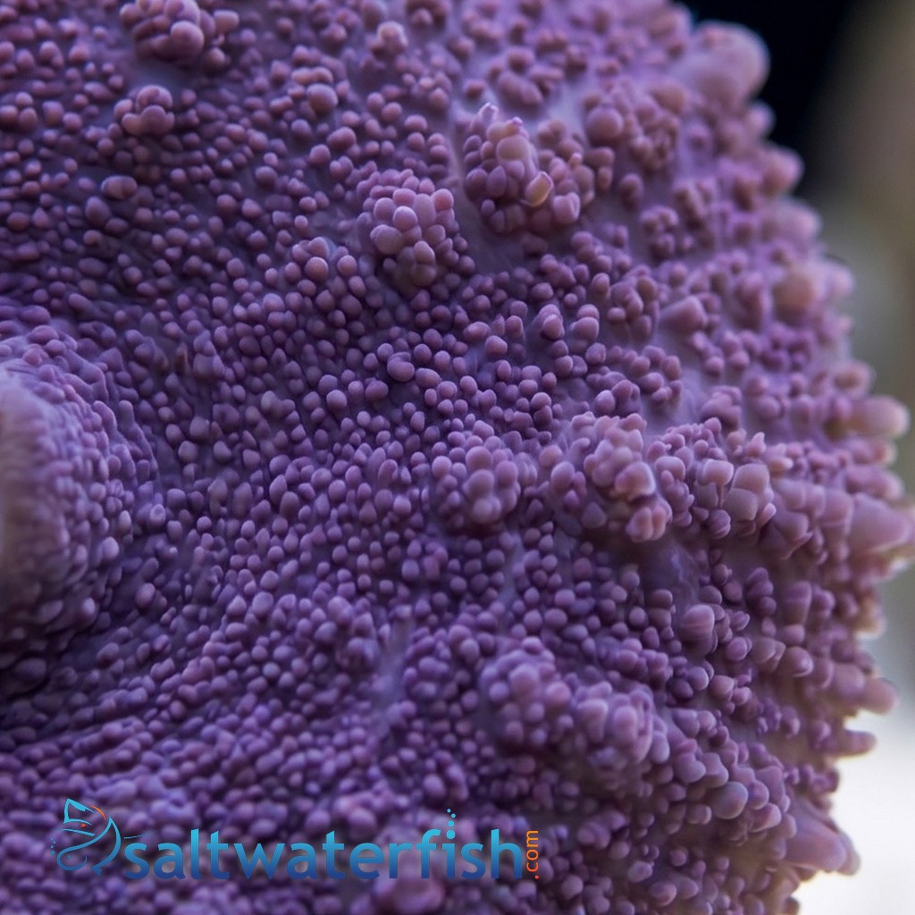 Bullseye Mushroom Coral: Purple