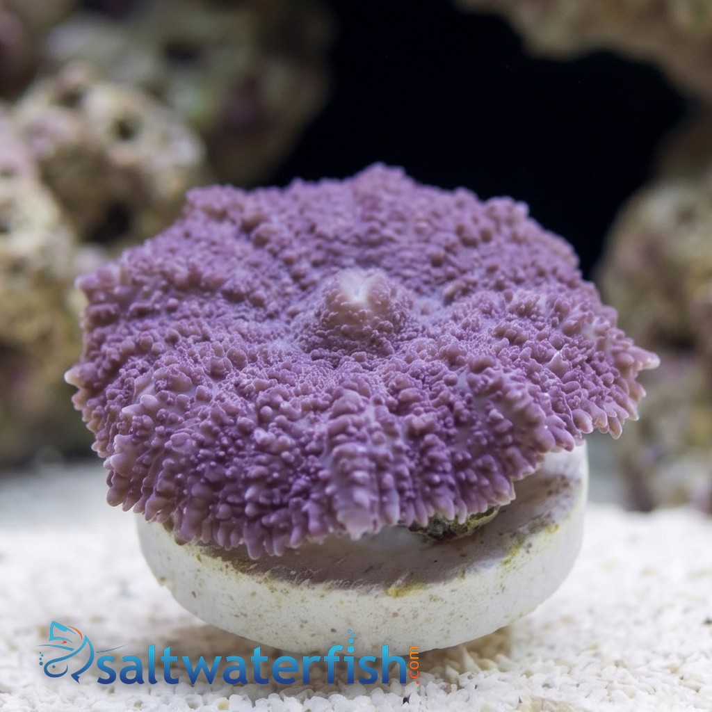 Bullseye Mushroom Coral: Purple