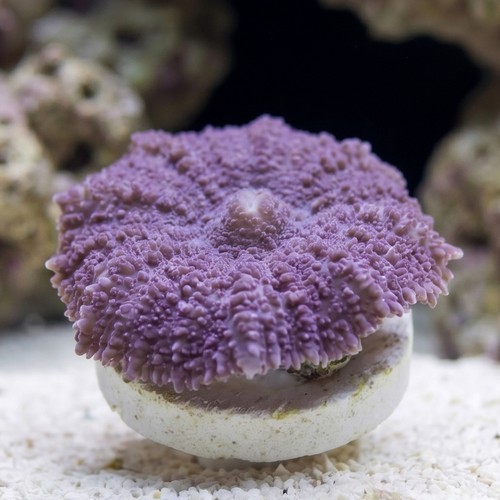 Bullseye Mushroom Coral: Purple
