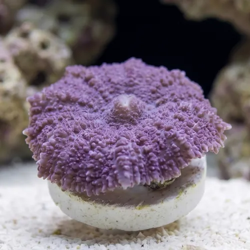 Bullseye Mushroom Coral: Purple