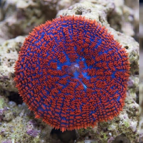 Superman Bullseye Mushroom Coral