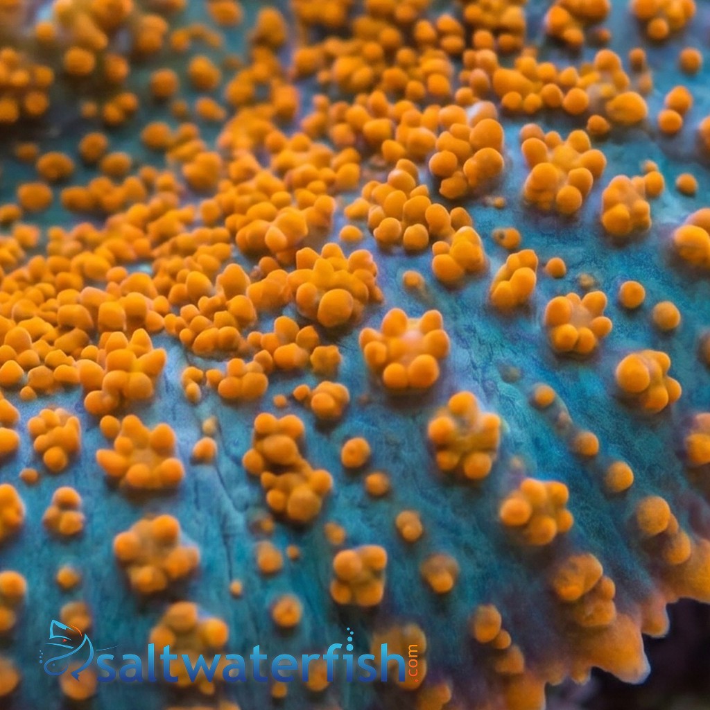 Superman Bullseye Mushroom Coral - South Pacific