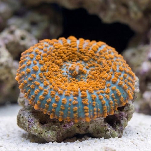 Superman Bullseye Mushroom Coral - South Pacific