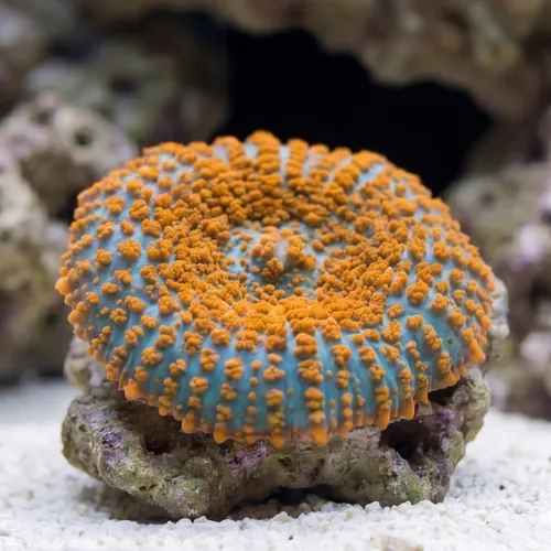 Superman Bullseye Mushroom Coral - South Pacific