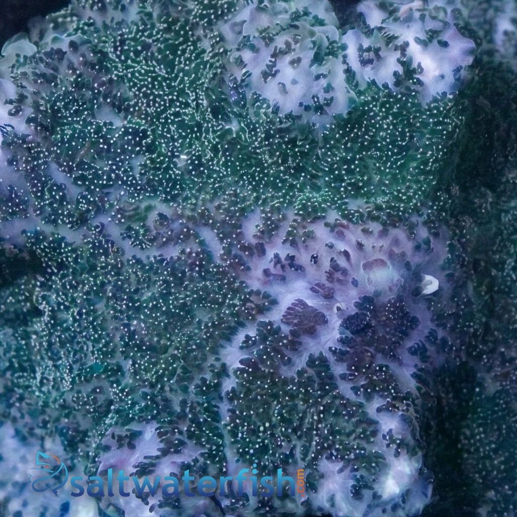 Bullseye Mushroom Coral: Purple & Green
