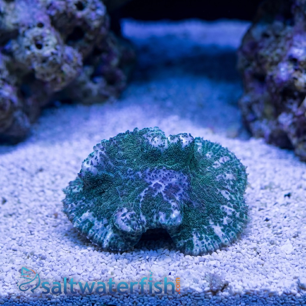 Bullseye Mushroom Coral: Purple & Green