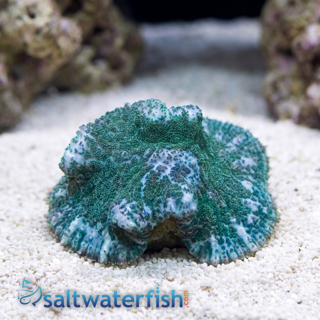 Bullseye Mushroom Coral: Purple & Green