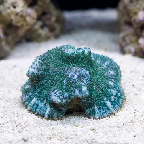 Bullseye Mushroom Coral: Purple & Green