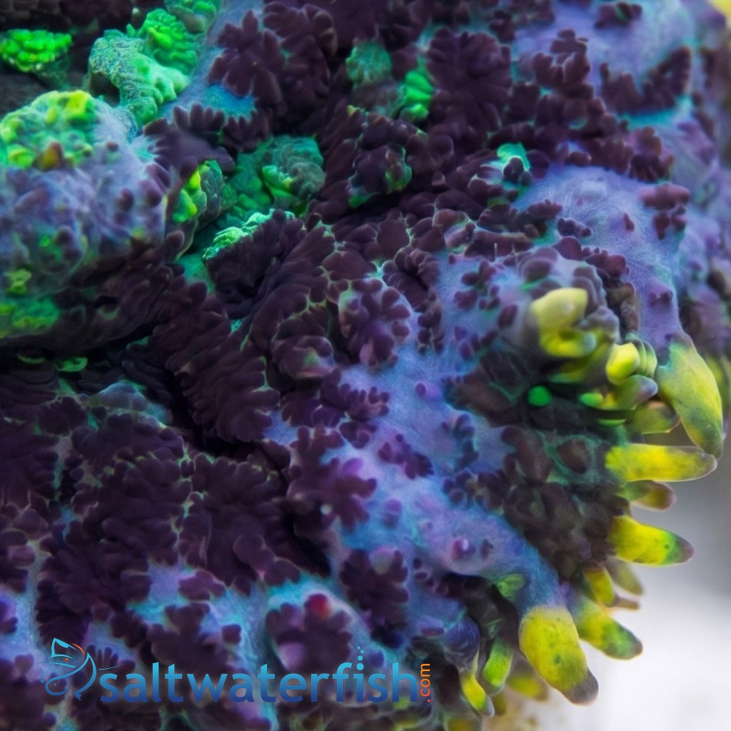 Mushroom Rhodactis Blue/Purple - Indo Pacific