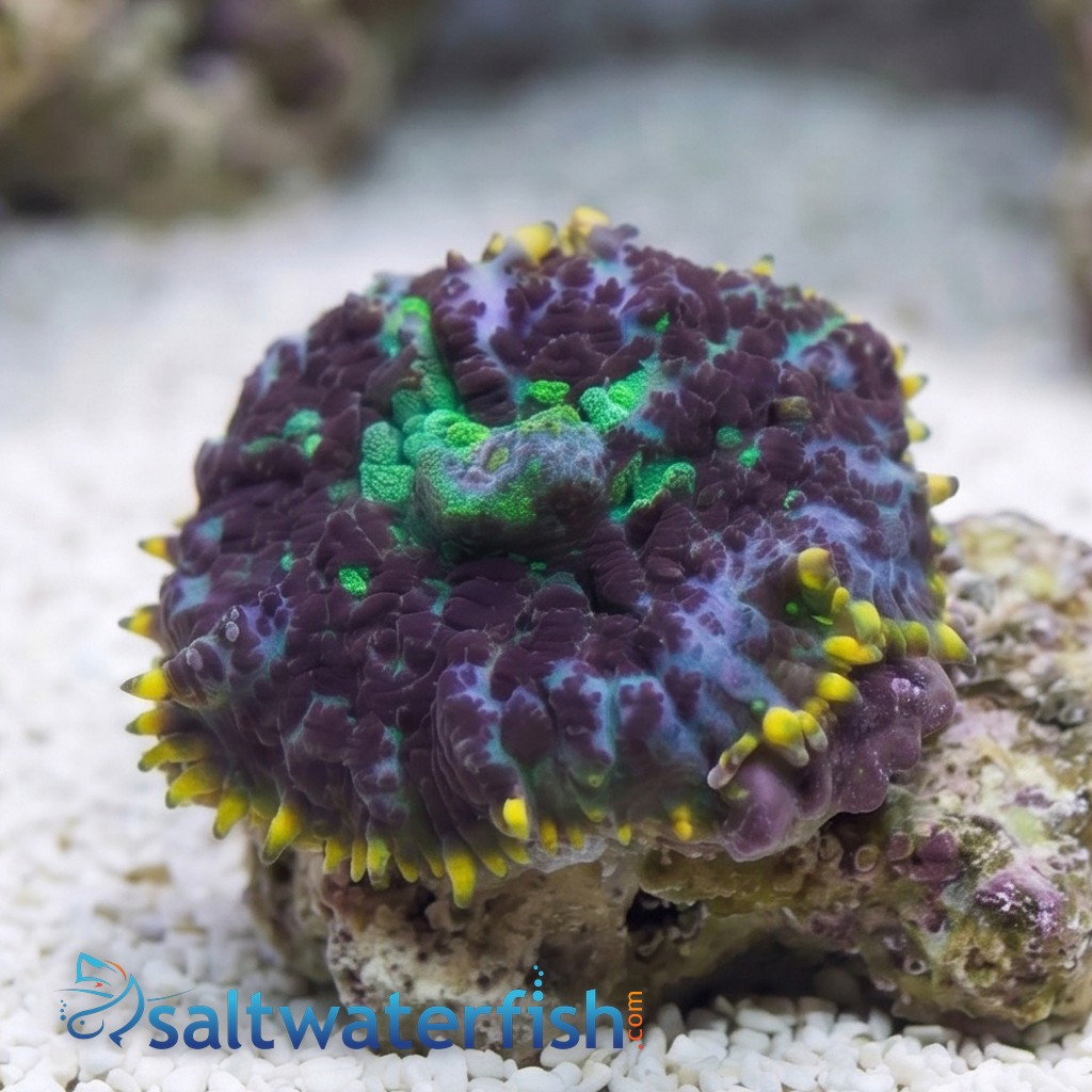 Mushroom Rhodactis Blue/Purple - Indo Pacific