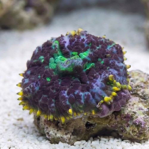 Mushroom Rhodactis Blue/Purple - Indo Pacific