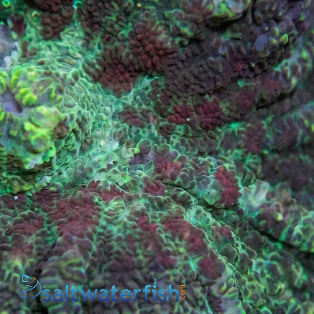 Bullseye Mushroom Coral: Red & Green - South Pacific
