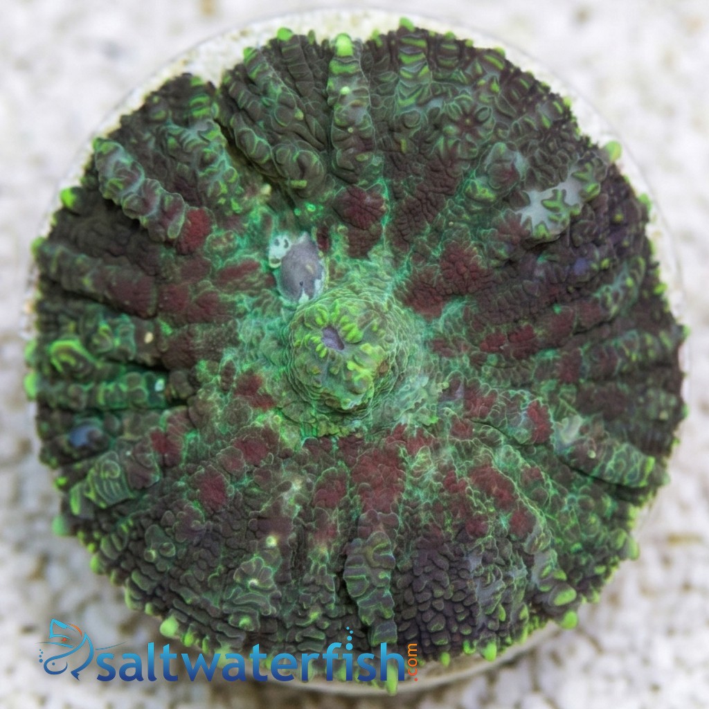 Bullseye Mushroom Coral: Red & Green - South Pacific