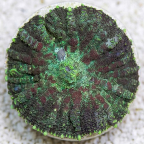 Bullseye Mushroom Coral: Red & Green - South Pacific