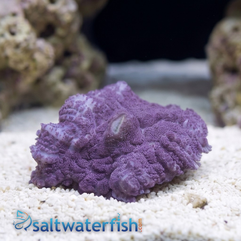 Bullseye Mushroom Coral: Purple
