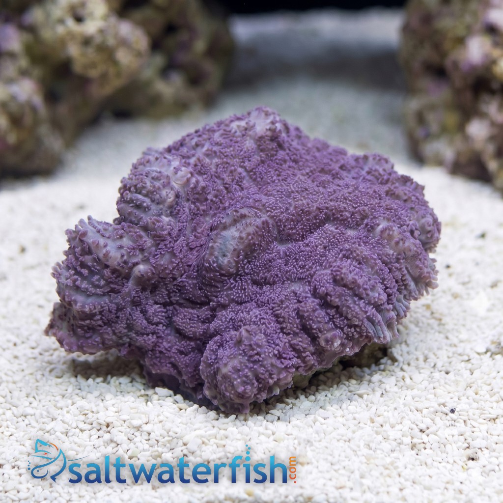Bullseye Mushroom Coral: Purple