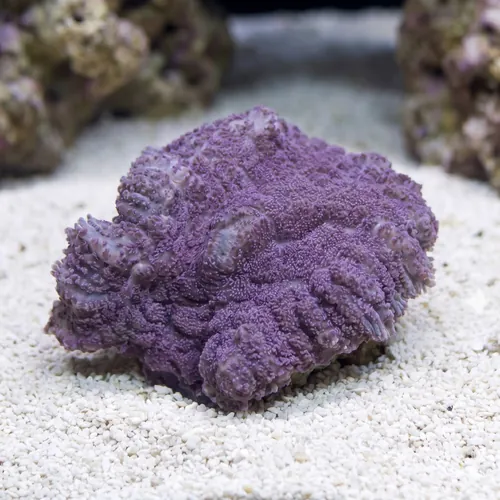 Bullseye Mushroom Coral: Purple