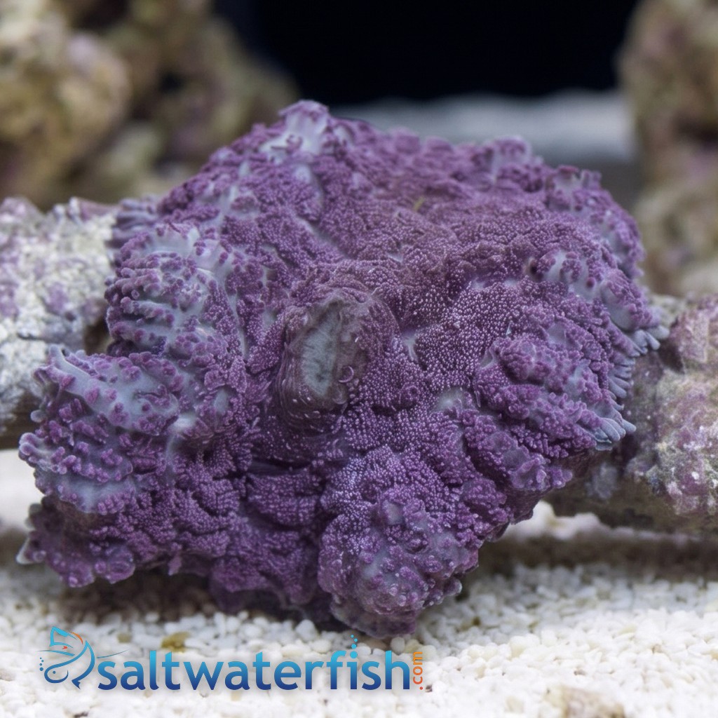 Bullseye Mushroom Coral: Purple