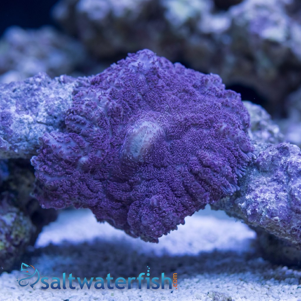 Bullseye Mushroom Coral: Purple