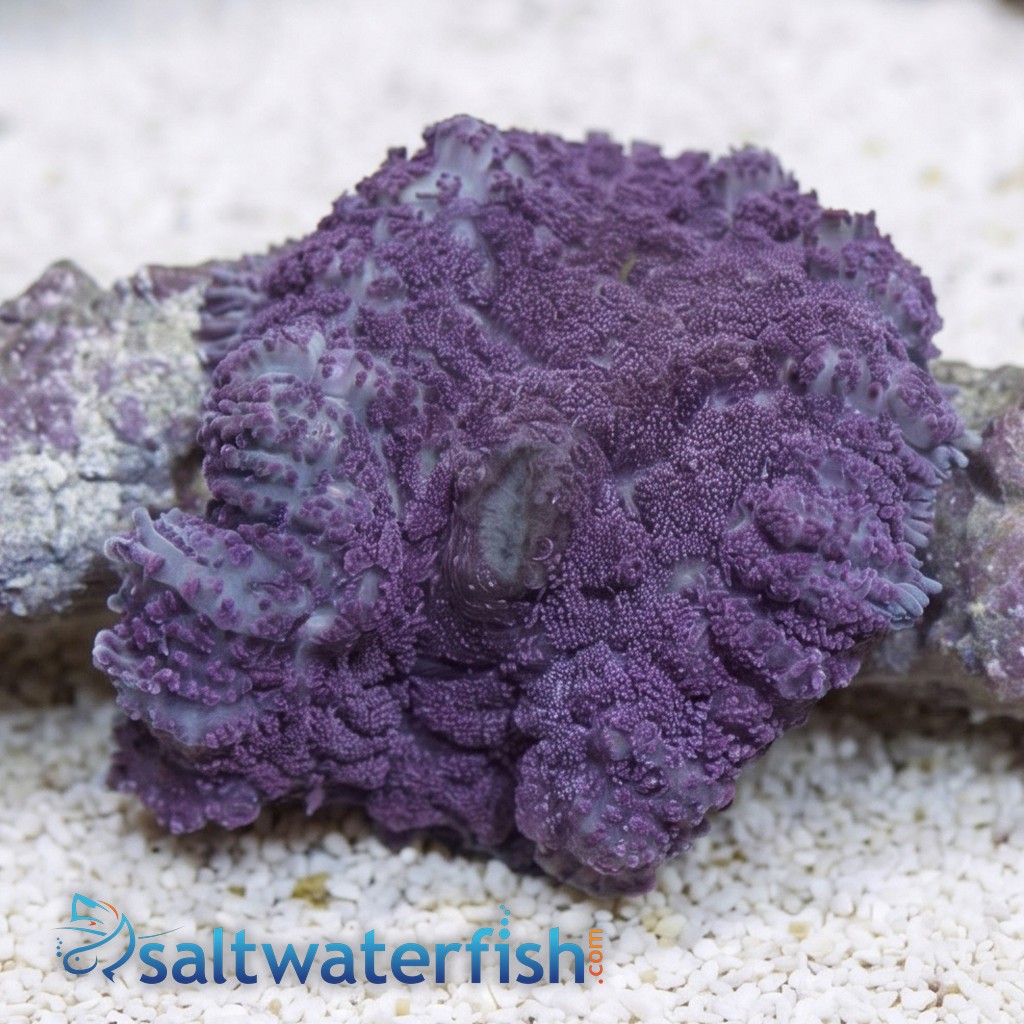Bullseye Mushroom Coral: Purple