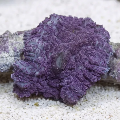 Bullseye Mushroom Coral: Purple