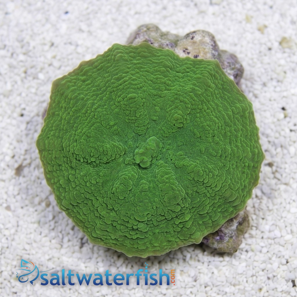Mushroom Coral: Elephant Ear: Green - Australia